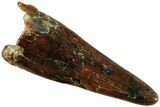 Fossil Pterosaur (Siroccopteryx) Tooth - Morocco #234951-1